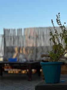 拉巴特的住宿－Dar Bennis，坐在沙发前桌子上的盆栽植物