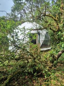 a tent in the woods with trees at Refugio La Paz EcoGlamping in San Ramón