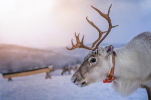 a close up of a reindeer with a red collar at Idre Mountain Lodge dream with outdoor Jacuzzi ! in Idre