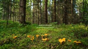 a group of small yellow mushrooms in a forest at Book in Borgafjäll - New cabins for rent at the slalom slope in Borgafjäll