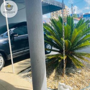 un palmier dans un parking à côté d'une voiture dans l'établissement Hospedagem Praia Central, à Navegantes