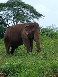 an elephant walking in a field of grass at Tropical Paradise Leelawadee Resort in Ko Chang