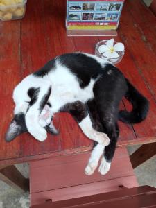a black and white cat sleeping on a picnic table at Tropical Paradise Leelawadee Resort in Ko Chang