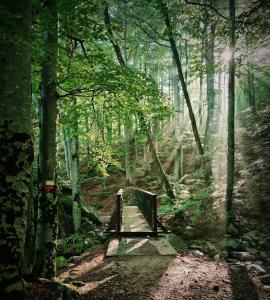 a wooden path in a forest with a bridge at Hôtel Restaurant U Castellu Vizzavona in Vizzavona