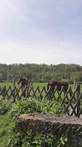 deux chevaux dans un champ derrière une clôture en bois dans l'établissement « Au Fil du Bec », au Bec-Hellouin