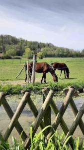 deux chevaux paissant dans un champ derrière une clôture dans l'établissement « Au Fil du Bec », au Bec-Hellouin