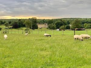 a herd of sheep grazing in a field of grass at Moo Cow Cottage Self Catering in Oakham