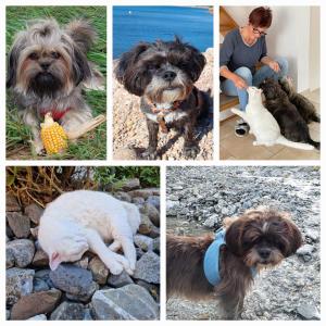 Ospiti di Zimmer mit eigenem Badezimmer con animali domestici