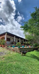 a cat standing in the grass in front of a house at Villa tolu in San Gil