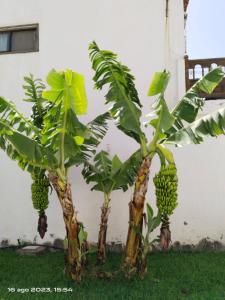 three banana trees are growing next to a building at 2 Camere Splendida casa vacanze in Tenerife del Sur Casa Trilly in Arona