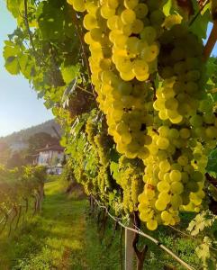 a bunch of grapes hanging from a vineyard at Agritur Cantina Romanese in Levico Terme