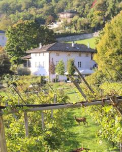 un cavallo in piedi in un campo di fronte a una casa di Agritur Cantina Romanese a Levico Terme