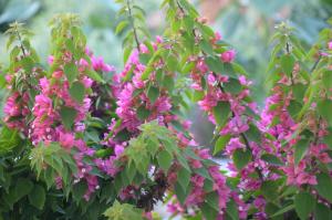 a bush of pink flowers with green leaves at ThalaSEA - village Antiparos in Antiparos