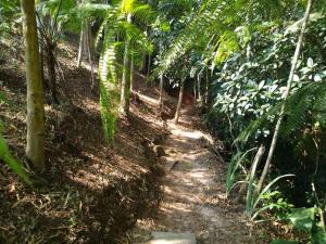 uma trilha de terra no meio de uma floresta em Vila Linda Flor em São José dos Campos