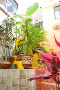 En have udenfor KAHLO habitacion#1 + 14 billeder