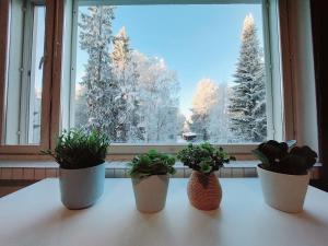 drei Topfpflanzen auf einem Tisch vor einem Fenster in der Unterkunft Quiet studio - easy check-in, free parking & wifi in Rovaniemi