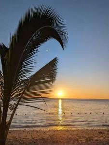 a palm tree on a beach with the sun setting at Villa Coco - Flic en Flac in Flic-en-Flac