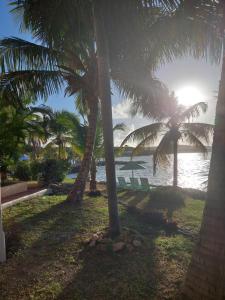 a group of palm trees on a beach with the ocean at Northshore Seaside Suites in Saint Johnʼs