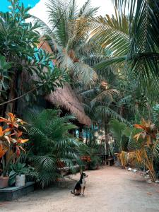 斯島的住宿－Kin Hostal and Camping，一只猫坐在种有棕榈树的庭院中间