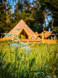 a tent in the middle of a field of grass at Andělský Dvůr in Světce