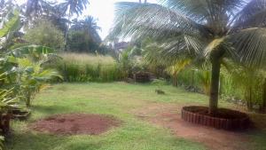 una palmera en medio de un patio en Induruwa Cottage en Induruwa