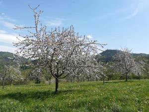 uma árvore no meio de um campo com flores em Ferienhof Vordere Alm em Oberkirch