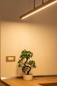 eine Topfpflanze, die auf einem Tisch unter einem Licht sitzt in der Unterkunft Stay & Heal Apartman in Rogaška Slatina