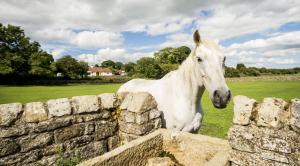 a white horse standing on top of a stone wall at Swallows Nest Holiday Cottage in Cockfield