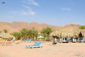 a group of chairs and umbrellas on a beach at Palm Valley camp in Nuweiba‘ el Muzeinah