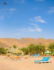 a group of lounge chairs and umbrellas on a beach at Palm Valley camp in Nuweiba‘ el Muzeinah