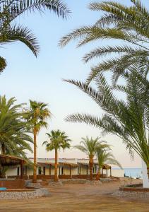 a building with palm trees in front of the ocean at Palm Valley camp in Nuweiba‘ el Muzeinah