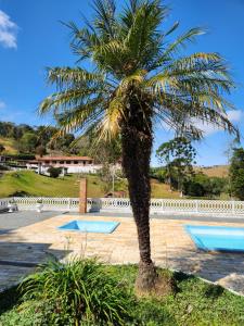 una palmera en medio de un patio en Pousada Pedacinho do Ceu suite Giulia 4, en Cunha