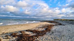a beach with seaweed on the sand and the water at Ferienwohnung Kiekut 1 in Maasholm