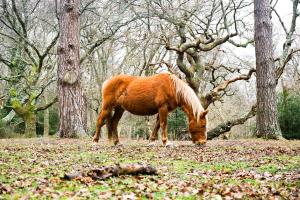 a brown horse grazing in a field with trees at Artisan Lodge Shorefield Country Park Downton Lymington in Lymington