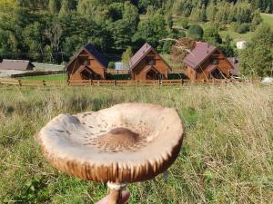 Príroda v okolí horskej chaty