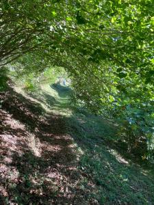 uma árvore arqueando sobre um caminho num campo em Les songes du chêne em Augirein