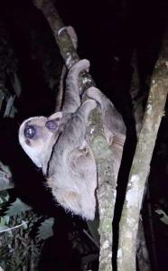 un paresseux est assis sur une branche d'arbre dans l'établissement WaitaAmazonlodge, 