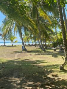 Casa del Sol في باريتا: مجموعة من أشجار النخيل على شاطئ رملي