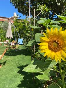 een grote gele zonnebloem in een tuin bij Lemon-Ada Butik Otel in Kuşadası
