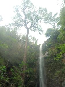 a waterfall in the middle of a forest with a tree at Recanto do Nenê in Botucatu