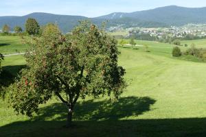 an apple tree in the middle of a green field at HOCHFICHTBLICK Apartments in Ulrichsberg