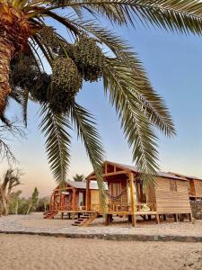 a house on the beach under a palm tree at Big Dune camp in Nuweiba