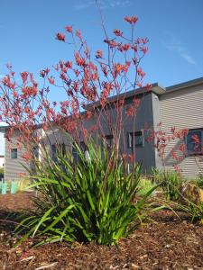 a plant with red flowers in front of a house at Hartzell One Seven in Metricup