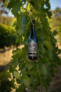 a bottle of wine hanging from a tree at Domiya Estate Ltd in Dodoma