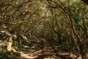 eine unbefestigte Straße durch einen Wald mit Bäumen in der Unterkunft El Garajillo in Tejina