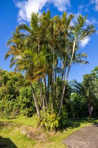 uma palmeira ao lado de uma estrada em L’émeraude em Saint-Claude