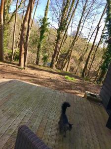 um cão preto parado num alpendre a olhar para as árvores em Redhill Lodge em Farnham