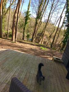 a black dog standing on a porch looking out at trees at Redhill Lodge in Farnham