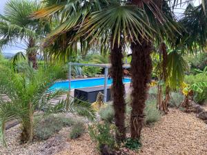 een palmboom voor een zwembad bij Mon Hacienda in Caumont
