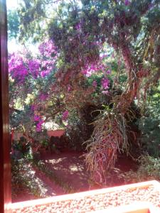 uma grande árvore com flores cor-de-rosa num jardim em Amaencanto em Paty do Alferes